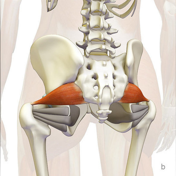 Sval piriformis a jeho anatomické uložení