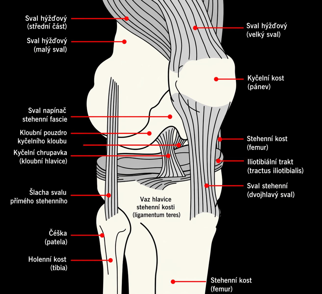 Bolest kolene při chůzi anatomie kolene